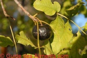 Burdekin plum, also known as Tulip plum, or Pleiogynium timorense