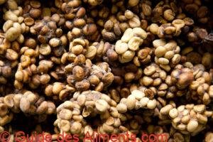 Café Kopi luwak