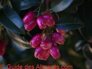 Lilly Pilly - riberry