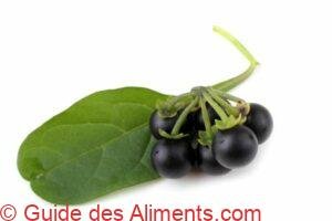 Morelle noire