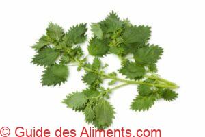 Ortie br&ucirc;lante