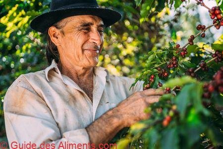 Producteur de café brésilien