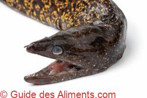 T&ecirc;te d'une mur&egrave;ne crue fra&icirc;che