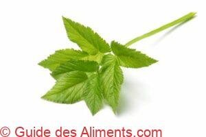 &Eacute;gopode podagraire