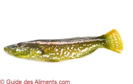Labre vert - Guide des Aliments