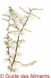 fleurs de prunellier