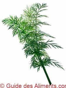 Carvi frais (Carum carvi)