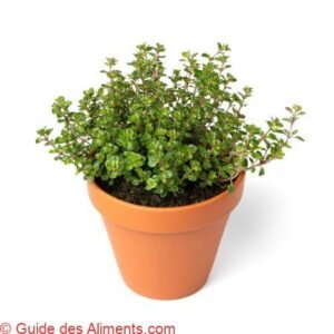 Pot de fleurs avec une plante Thymus pulegioides Tabor