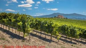 domaine viticole Toscan