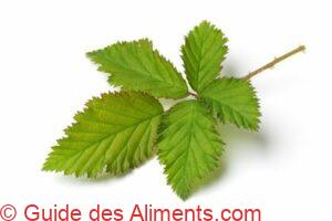 feuilles de m&ucirc;rier
