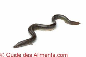 Anguille européenne fraîche