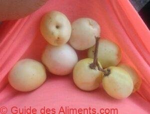 icaque