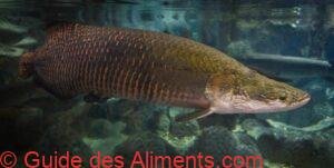 Arapaima gigas