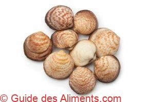 Glycymeris glycymeris