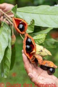 Sterculia monosperma