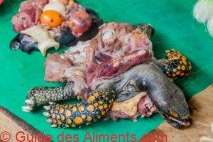 Tortue
