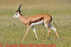springbok