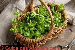 Stellaria media