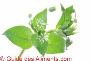Stellaria media