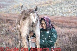 lait de renne Mongolie