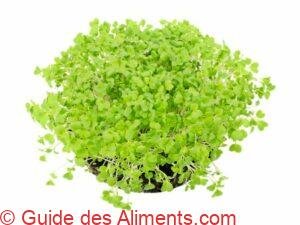 pousses de Mizuna