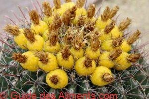 fruit du cactus barrel