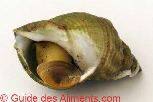 bulot