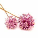 Allium ampeloprasum