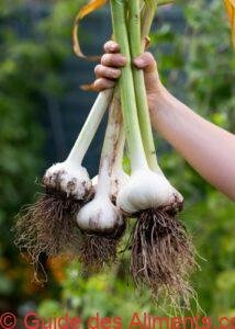 Allium ampeloprasum