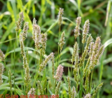 Flouve odorante - Guide des Aliments
