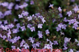 Thymus herba-barona