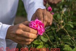 mains ramassant des p&eacute;tales de rose pour la fabrication d'eau de rose &agrave; Oman