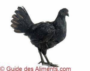 poulet Ayam Cemani