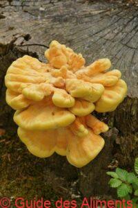 Laetiporus sulphureus