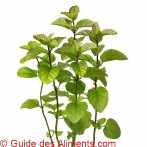 Menthe citronn&eacute;e