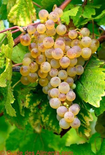 Reuben Muscat Muscat Ottonel - Guide des Aliments