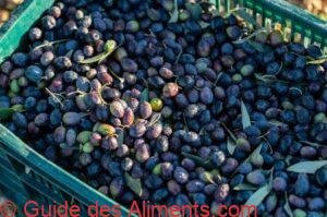 olive Tanche