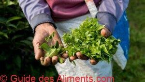 Cueillette des feuilles de th&eacute; &agrave; la main