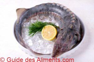 Sterlet, Esturgeon du Danube