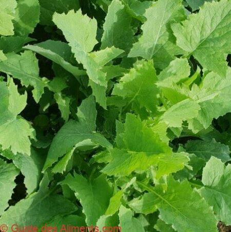 Pūhā - Guide des Aliments
