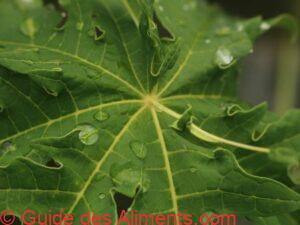 Feuilles de papaye verte