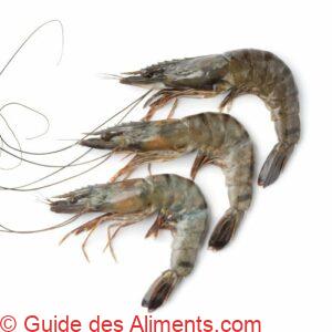 crevette géante tigrée (Penaeus monodon)