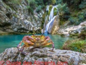 Crabe d'eau douce europ&eacute;en