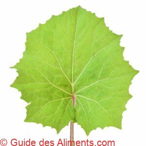 Feuille de Tussilago farfara