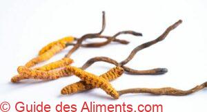 Ophiocordyceps sinensis