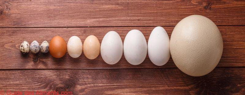 tailles des oeufs