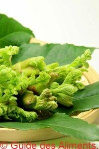Aralia elata