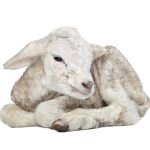 agneau