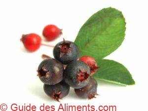 baies d'amélanchier