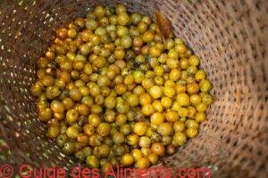 grains de café Bourbon jaunes mûrs